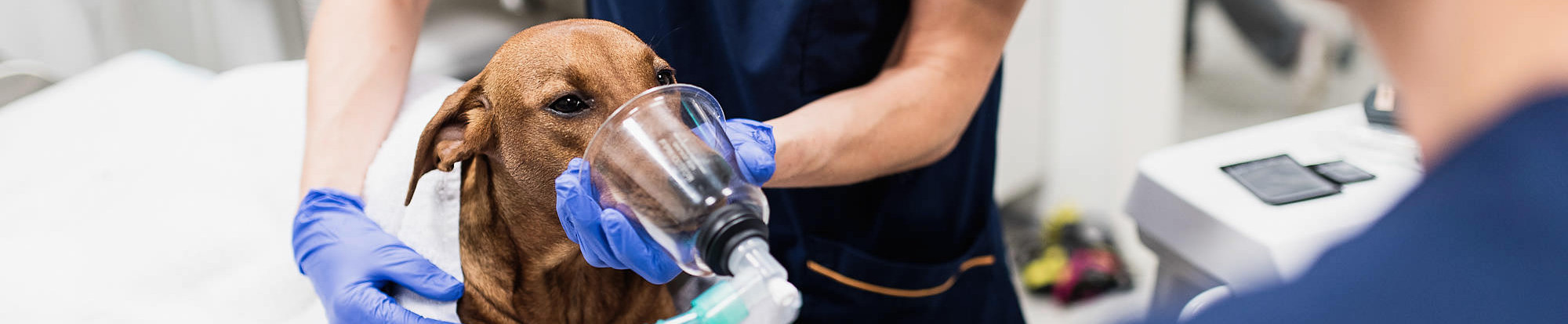 Evidensia Eläinlääkäripalvelut Oy